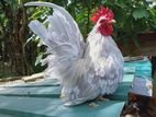 Japanese Bantam