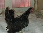 Japanese Bantam