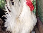 Bantam Chickens