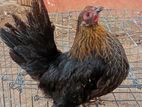 Japanese Bantam