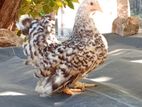 Japanese Bantam Chickens