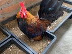 Japanese Bantam