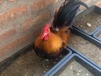 Japanese Bantam