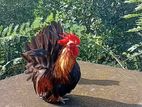 Japanese Bantam