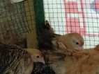 japanese bantam