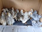 Japanese Bantam