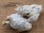 Japanese Bantam