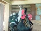 Japanese bantam කුකුළන් 2ක් විකිණීමට ඇත.