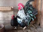 Bantam Chicken