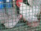 Japanese bantam rooster