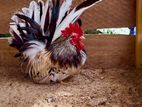 Japanese Bantam Chickens