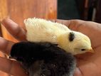 Japanese Bantam Chicks