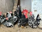 Japanese Bantam