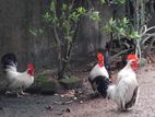 Japanese Bantom Chickens