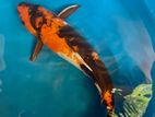 Japanese Blood Koi Fish