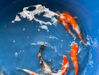 Japanese Blood Line Koi Fishes