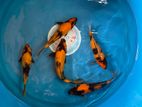Koi Fishes
