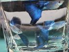 Japanese Blue Guppy