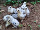 Japanese Boot Bantam