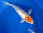Japanese Koi Fish