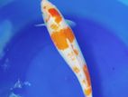 Japanese Koi Fish