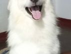 Japanese Spitz Dog