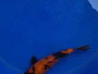 Utsuri Koi Fish