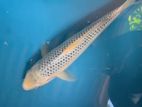 Japanese imported koi
