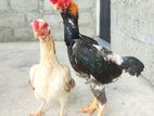 Shamo Chicks