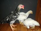 Japanese Shamos Rooster Chicks
