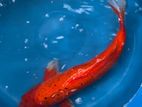 Japanese Koi Calf