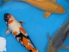 Japanese Koi Carp Fish