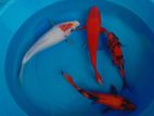 Koi Carps Fish