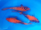 Japanese Koi Carps