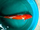 Japanese Koi Fish