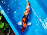 Japanese Koi Fish