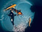 Japanese Koi Fish