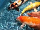 Japanese Koi Fish