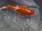 Japanese Koi Fish