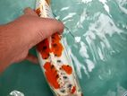 Japanese Koi Fish