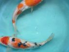 Japanese Koi Fish