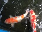 Japanese Koi Fish