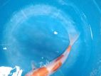 japanese koi fish