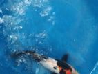 japanese koi fish