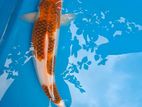 Japanese Koi Carp Fish