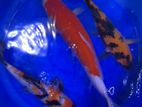 Japanese Koi Carps