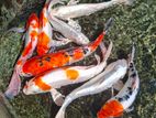 Koi Fish