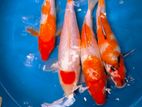 Japanese Koi