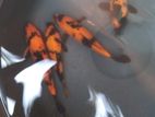 Japanese Koi Fish