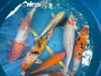 Japanese Koi Fish